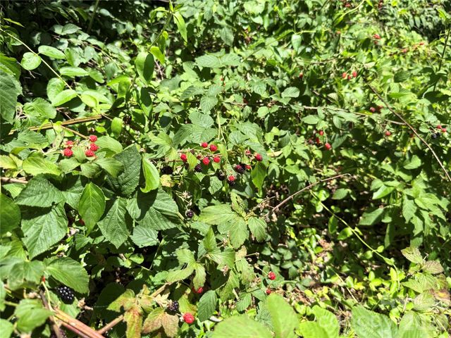 95 Walker Cove Road, Black Mountain, NC 28711