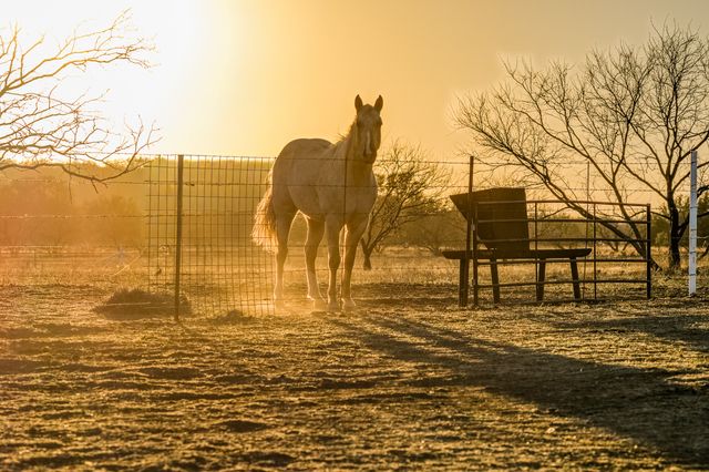 2387 Farm to Market 503, Coleman, TX 76834