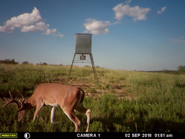 2387 Farm to Market 503, Coleman, TX 76834