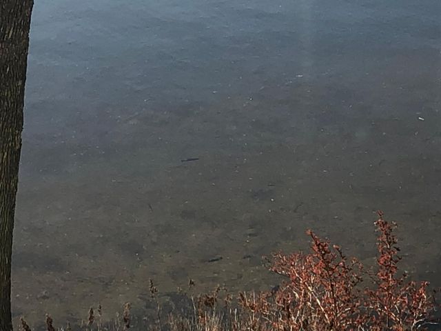 9849 Maple Ridge Road, Garrison, MN 56450