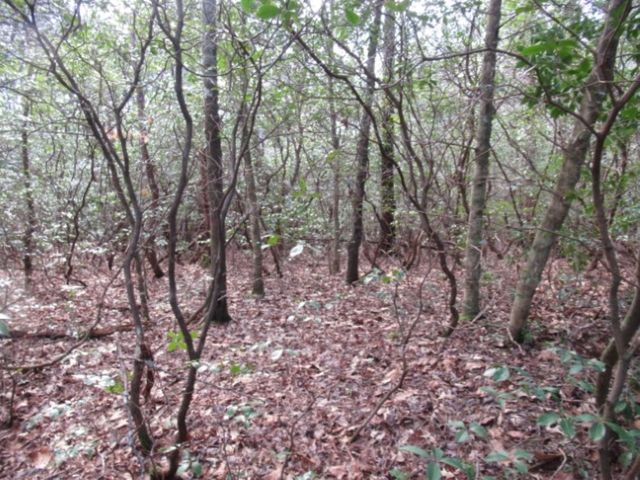 11 Matthews Creek Road, Cleveland, SC 29635