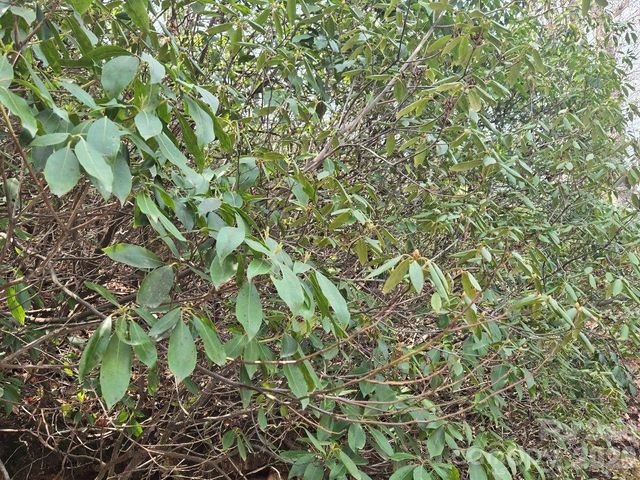 229 Buzzards Place, Lake Lure, NC 28746