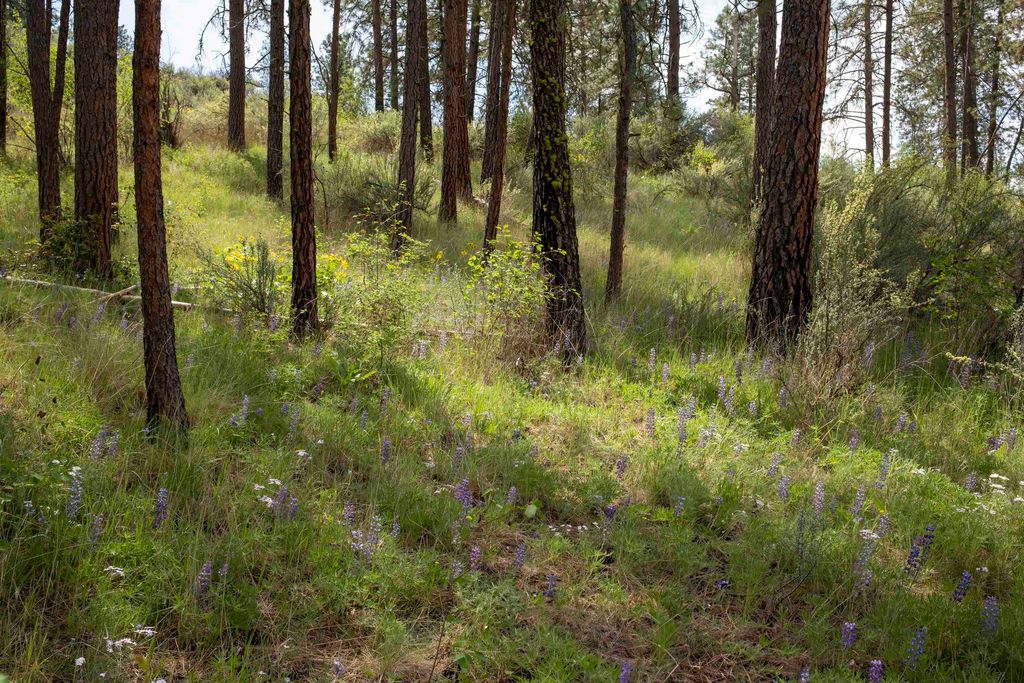 0 E Winterwood Ln, Davenport, WA 99122 photo 15