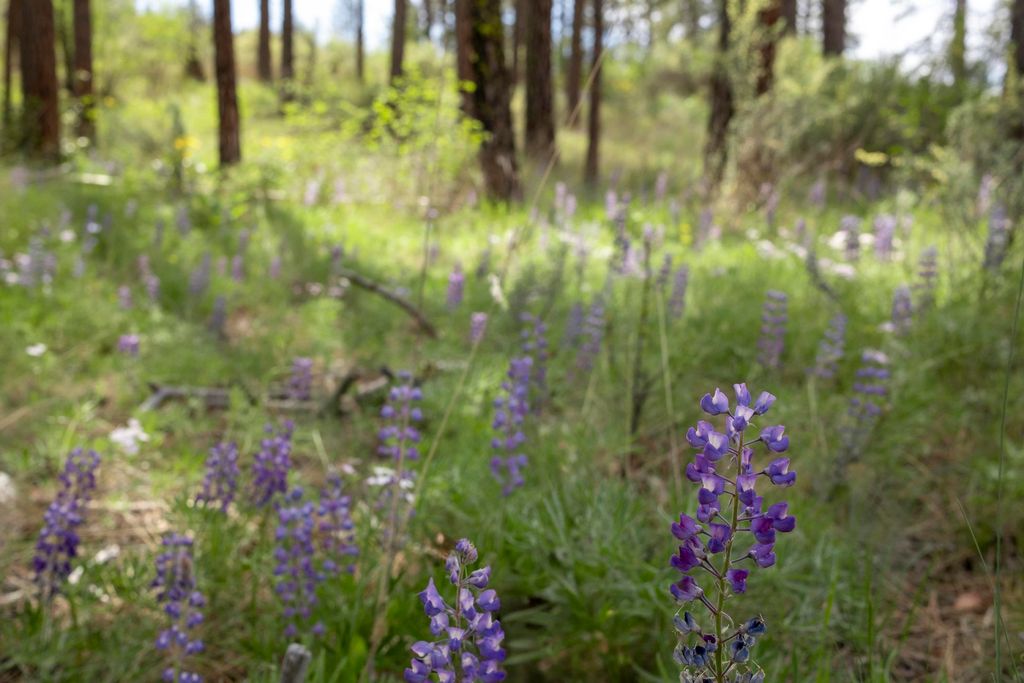 0 E Winterwood Ln, Davenport, WA 99122 photo 17
