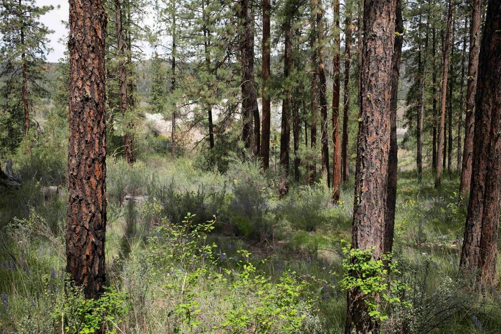 0 E Winterwood Ln, Davenport, WA 99122 photo 18