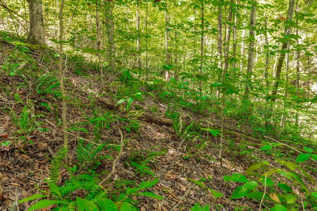 0 Spring Hollow Rd, Lafayette, TN 37083
