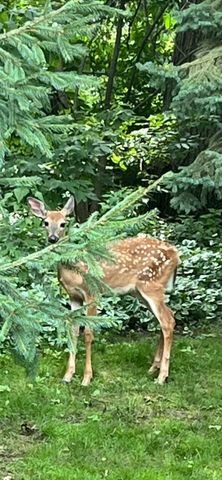 3 Oakview Court, Birchwood Village, MN 55110