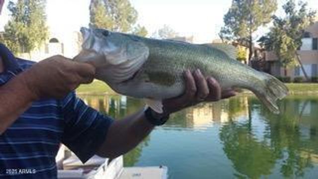 1146 W SEA FOG Drive, Gilbert, AZ 85233