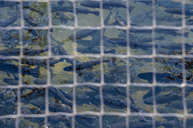 295 Rocky Shores Ridge, Hollister, MO 65672