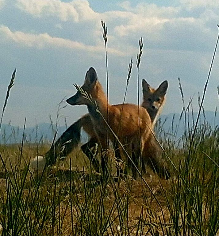 2584 Highway 284, Other, MT 59644 photo 16