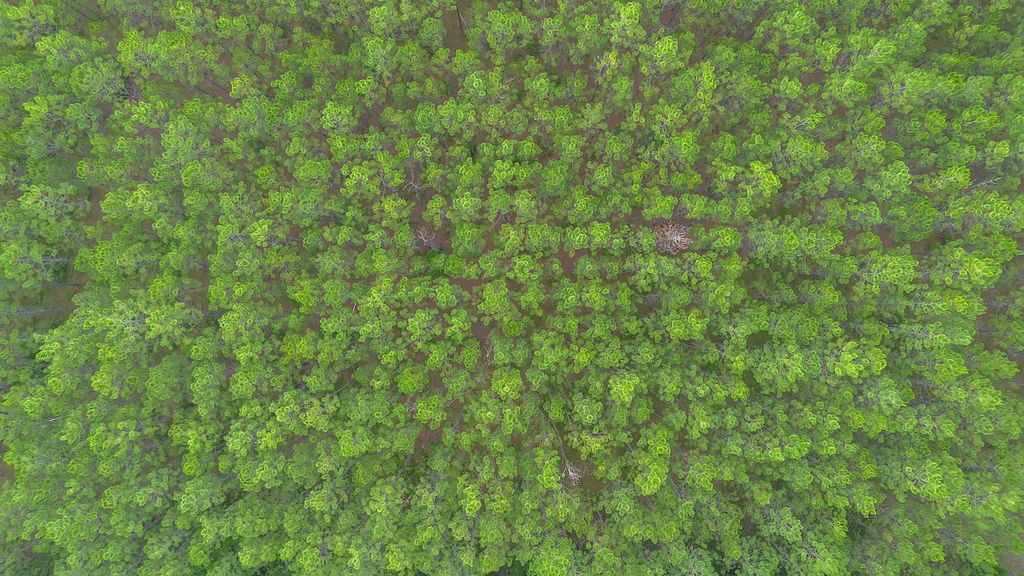 Image 9 of property listing at xx Jack Crum Road, Crawfordville, FL 32327