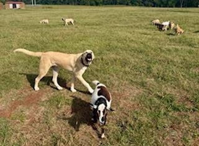 3922 Highway 2, Cohutta, GA 30710