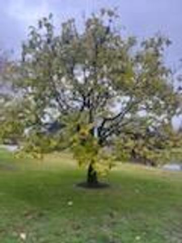 1052 Briarwood Way, Lawrenceburg, KY 40342