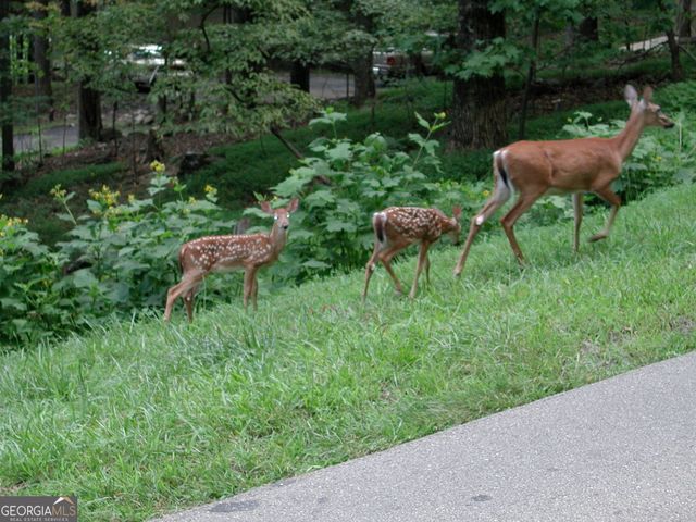 0 Sassafras Court 4546, Jasper, GA 30143