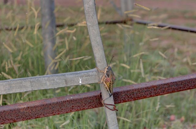 109 Comanche Trail, Fort Davis, TX 79734