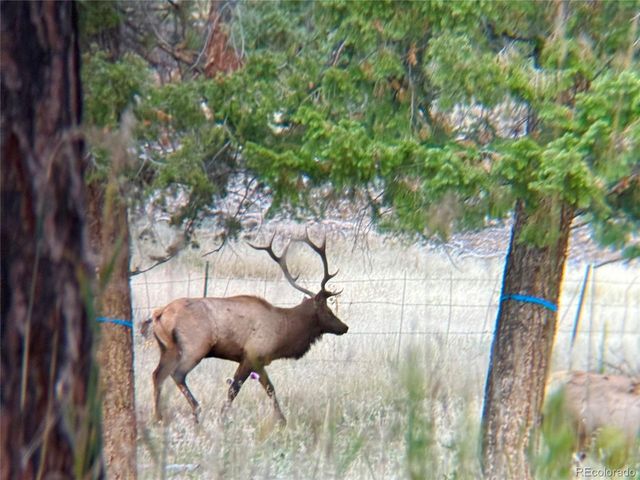 12414 S US Hwy 285, Conifer, CO 80433