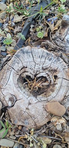 700 S Live Oak Street, Canton, TX 75103