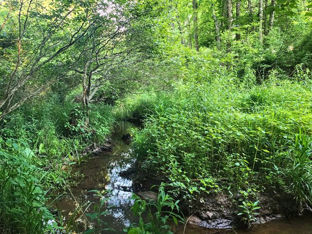 3121 Coon Hunter Lodge Rd, Jamestown, TN 38556