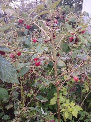 6372 Wildlife ROAD, Allenton, WI 53002