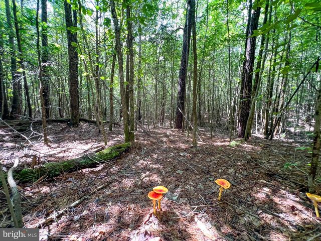 25.5 ACRES LADYSMITH, Ruther Glen, VA 22546