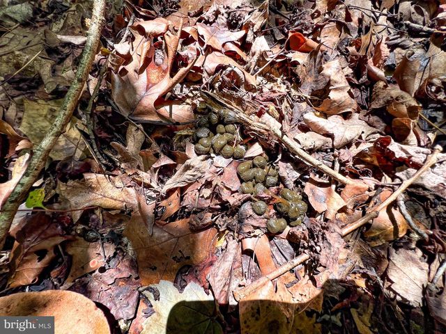 25.5 ACRES LADYSMITH, Ruther Glen, VA 22546