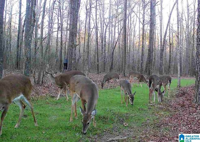 439 WILD ROSE TRAIL, Ashville, AL 35953