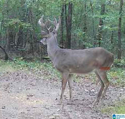 439 WILD ROSE TRAIL, Ashville, AL 35953