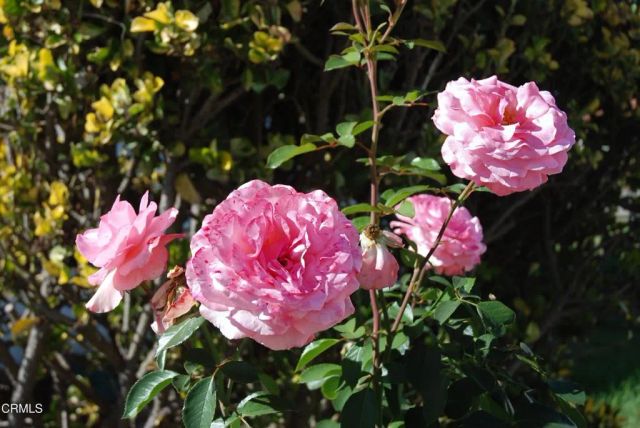 4388 E Central 63, Camarillo, CA 93010