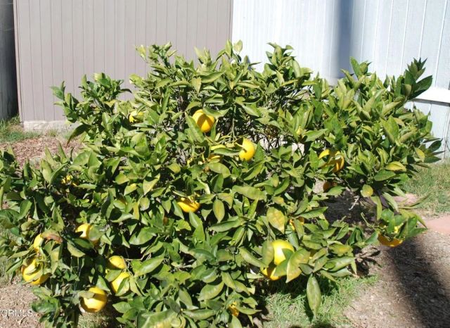 4388 E Central 63, Camarillo, CA 93010