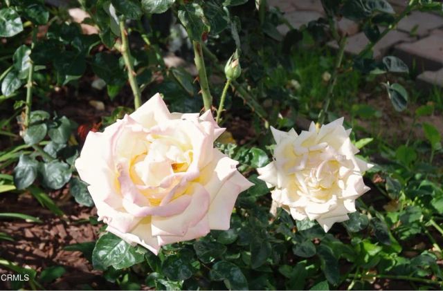 4388 E Central 63, Camarillo, CA 93010