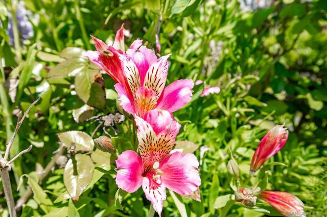 5177 Loma Verde, Oceanside, CA 92056