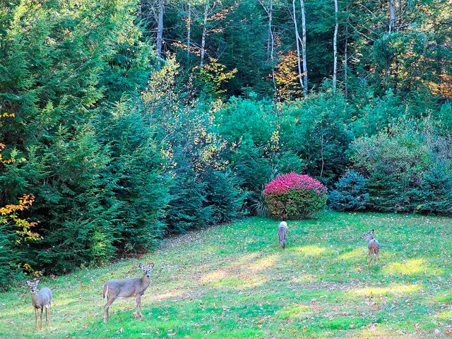 496 Loudon Road, Pittsfield, NH 03263