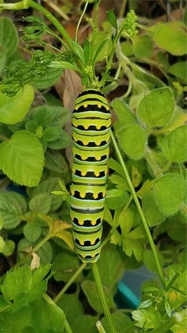 1798 HIDEAWAY LANE, Edgewater, FL 32132