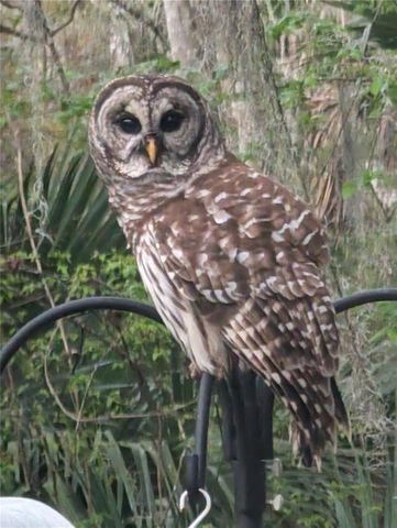 1798 HIDEAWAY LANE, Edgewater, FL 32132