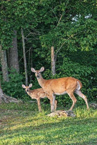 436 Shimmering Moon Drive, Somerset, KY 42503