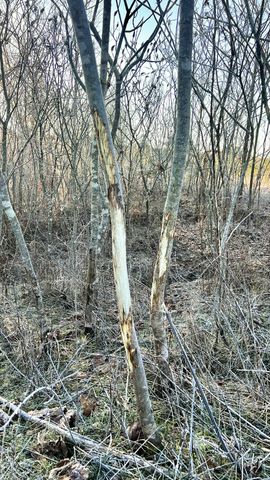 0 Seven Mile Ridge Rd, Indian Mound, TN 37079