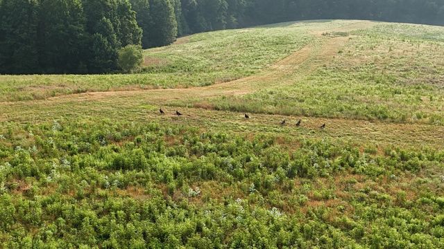 0 Seven Mile Ridge Rd, Indian Mound, TN 37079