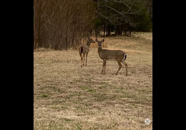 1591 N Lovvorn Rd, Christiana, TN 37037