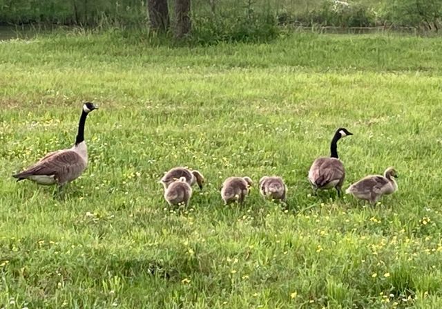 1591 N Lovvorn Rd, Christiana, TN 37037