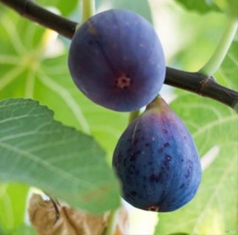 456 Marbella Ln, Vacaville, CA 95688