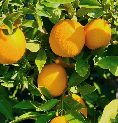 456 Marbella Ln, Vacaville, CA 95688