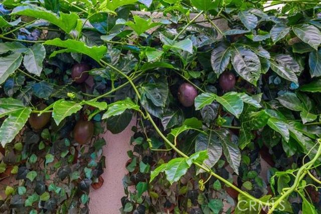 165 Frame, Irvine, CA 92618