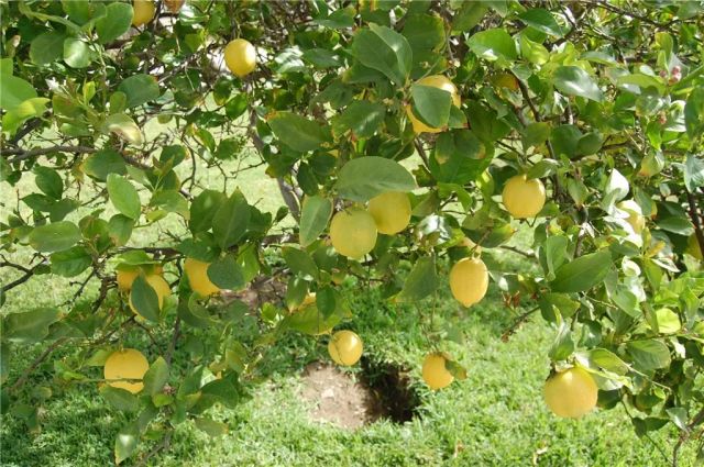 9408 Poplar Avenue, Fontana, CA 92335