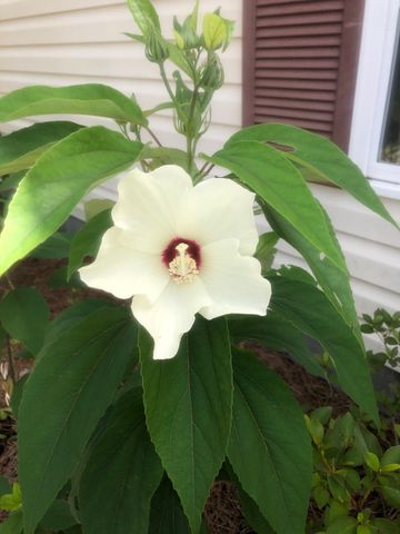 3348 Island Estates Drive, Johns Island, SC 29455