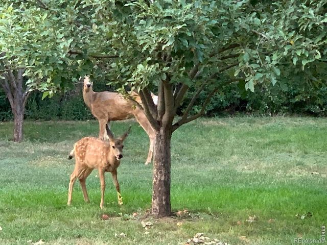 1405 Wimbledon Court, Fort Collins, CO 80524