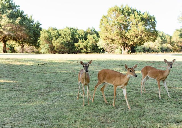 2037 Harris Drive, Graford, TX 76449