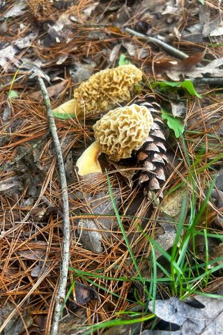 10345 Red Oak Ridge, Howard City, MI 49329