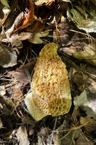 10345 Red Oak Ridge, Howard City, MI 49329