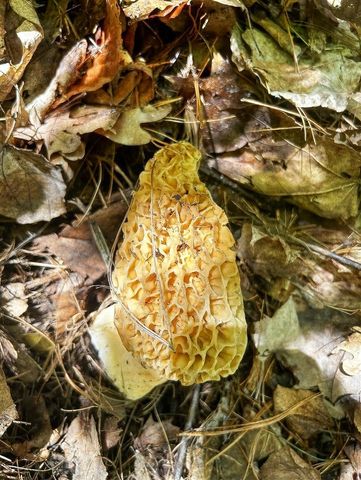 10345 Red Oak Ridge, Howard City, MI 49329