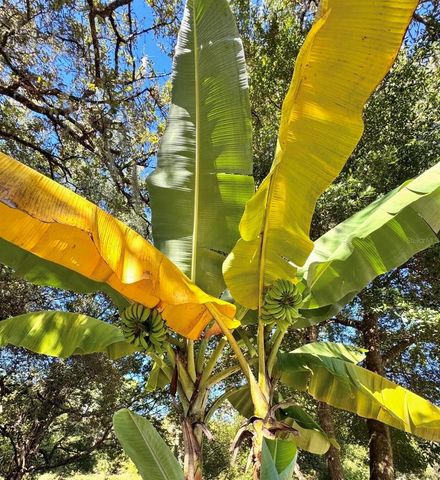 153 DUNCAN TRAIL, Longwood, FL 32779